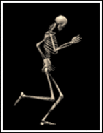 Skeleton